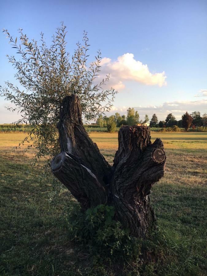 Bed & Breakfast Il Mio Gelso Villanova d'Asti Luaran gambar